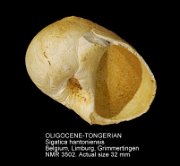 OLIGOCENE-TONGERIAN Sigatica hantoniensis